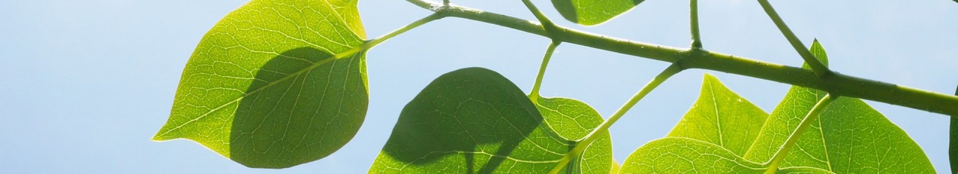 leaf in the sun leaf in the sun